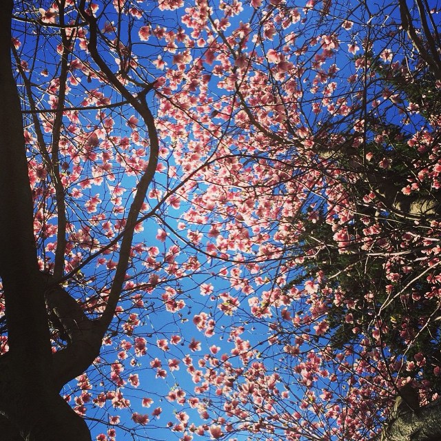 Instagram Challenge Winner | Spring Dreaming | #UGInstaFun
