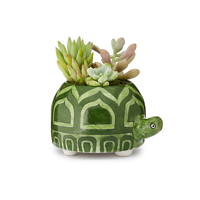 Turtle Planter UncommonGoods
